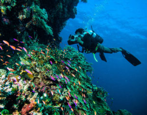 diver near coral reefs